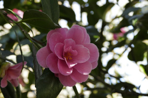 Camellia Spring Festival    